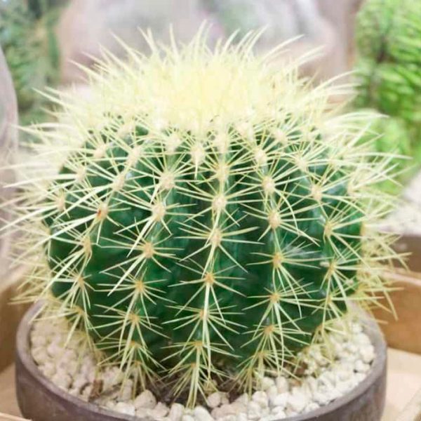 Fresh Dew