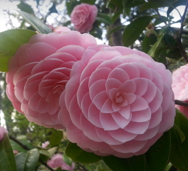 Peach Blossom Basket - Image 4