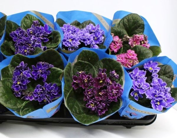 Seasonal Wildflower Basket - Image 3