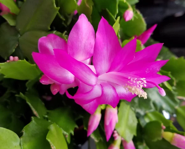 Holiday Tulip & Evergreen - Image 2