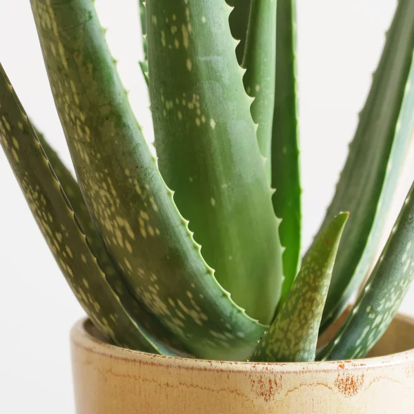 Fresh Lily & Eucalyptus Mix - Image 3