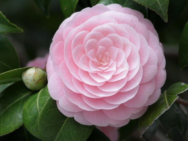 Peach Blossom Basket