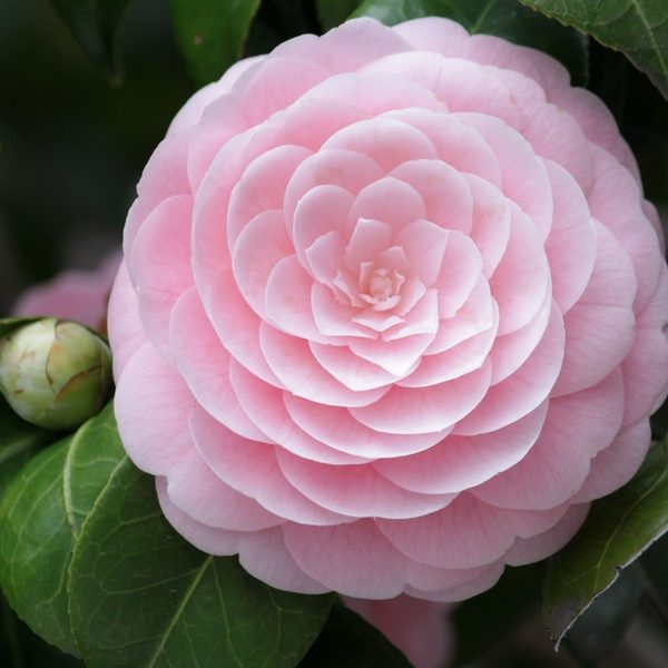 Peach Blossom Basket